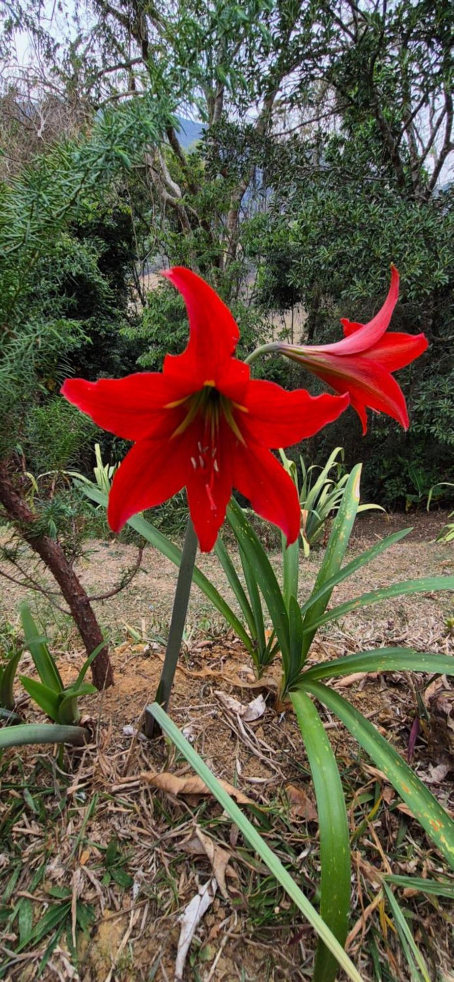 Refugio Mantiqueira - Parte Alta Parque Nacional Itatiaia Villa อิตามอนเต ภายนอก รูปภาพ